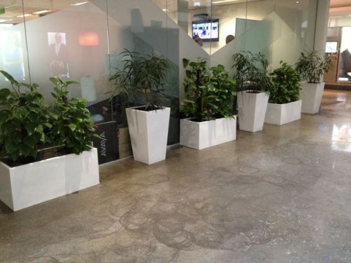 Indoor Plant Rental