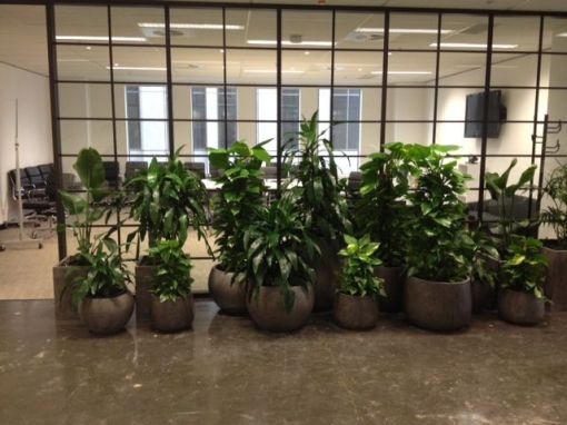 Plant-for-hire-Luwasa indoor plant hire